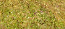 OPEN MEETING: NATURE + BREXIT OPEN MEETING: NATURE + BREXIT